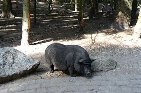 Hängebauch-Schwein Hängebauch-Schwein
