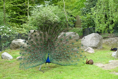 Pfau Pfau