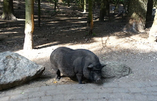 Hängebauch-Schwein Hängebauch-Schwein